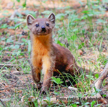 marten 1 graphic